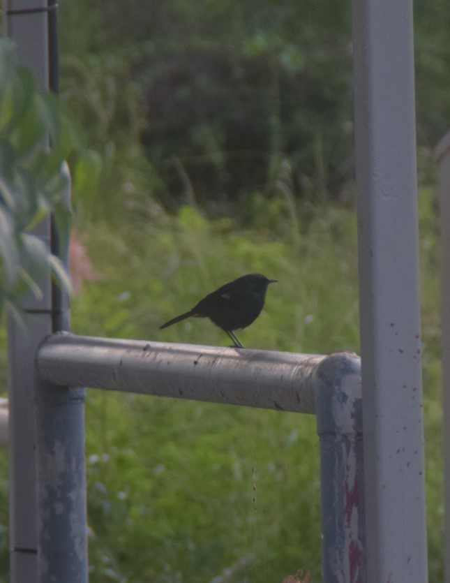 Indian Robin - ML642808254