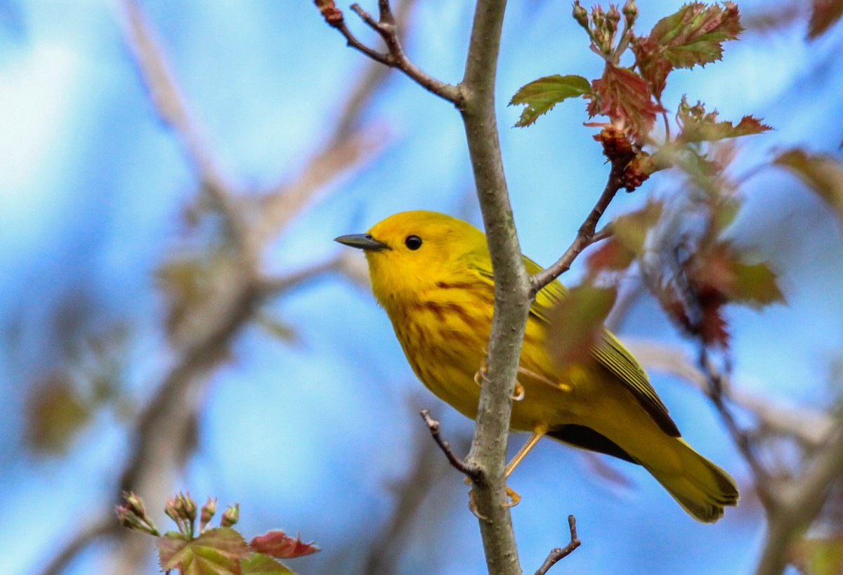 Yellow Warbler - ML642808259