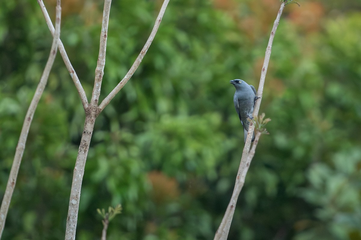 Barred Cuckooshrike - ML642808261