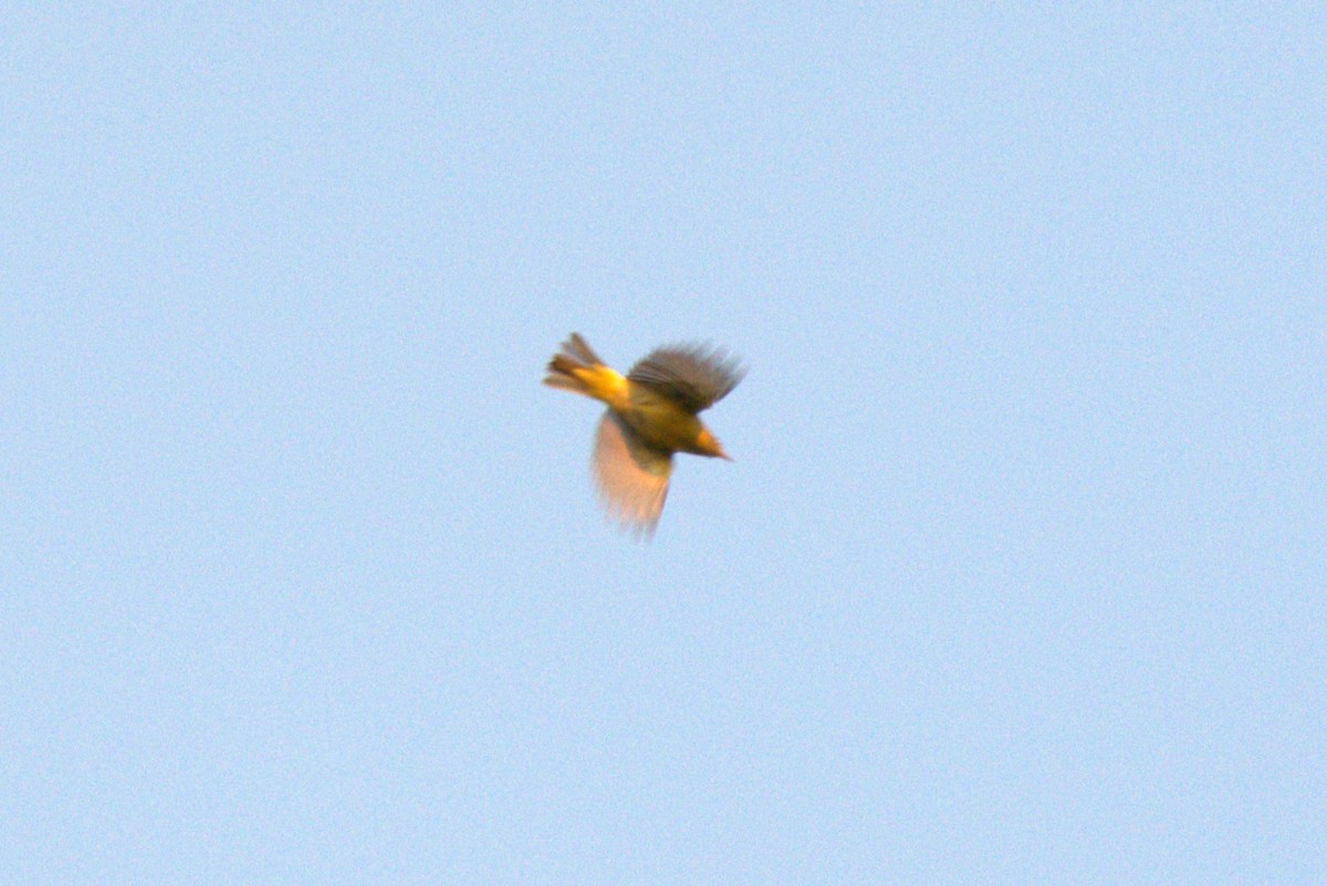 new world warbler sp. - ML642808276