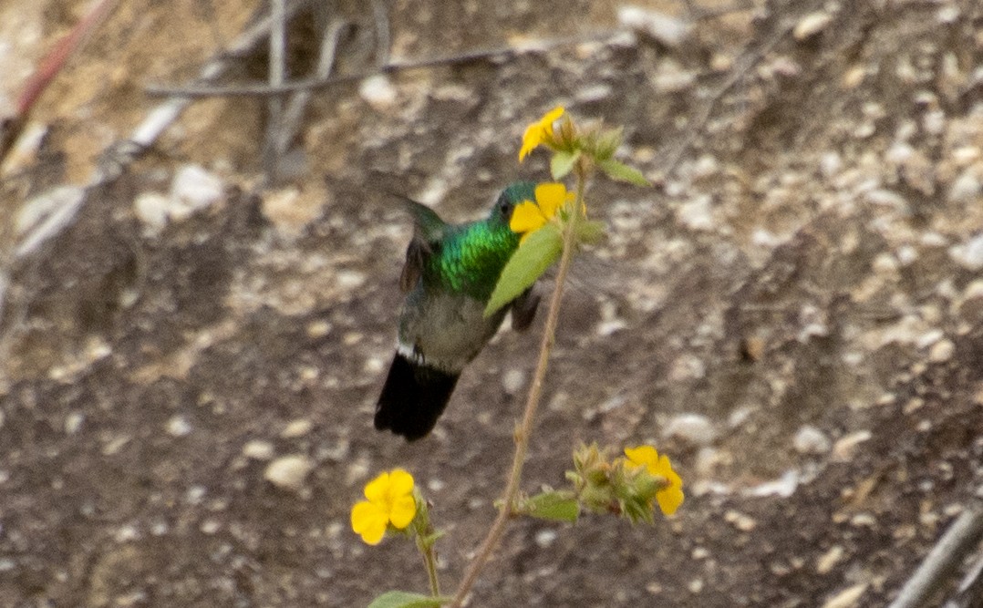 Blue-chinned Sapphire - ML642808278