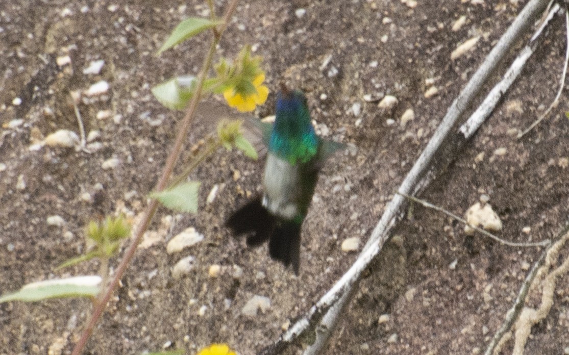 Blue-chinned Sapphire - ML642808279