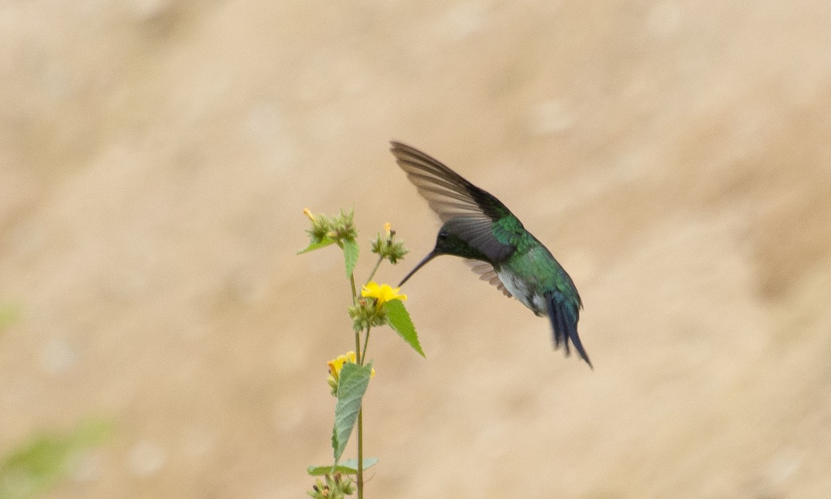 Blue-chinned Sapphire - ML642808280