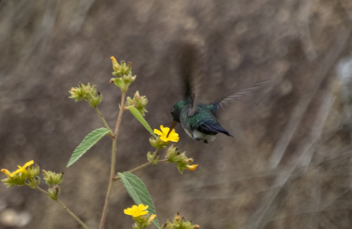 Blue-chinned Sapphire - ML642808281