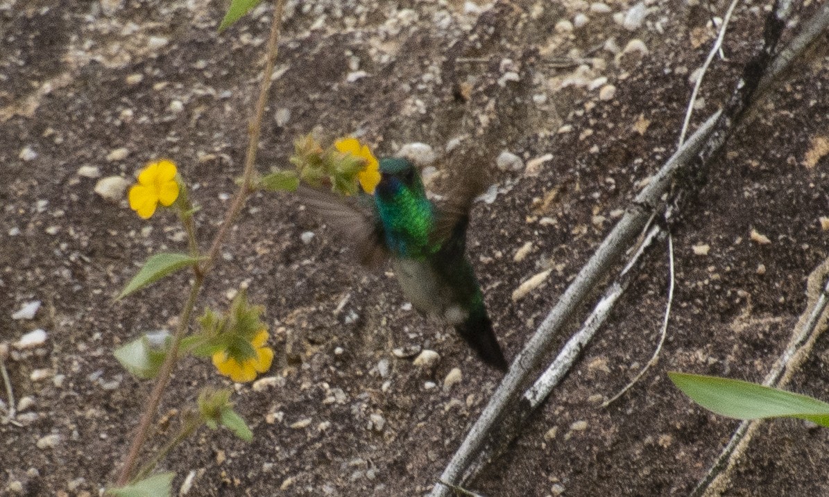 Blue-chinned Sapphire - ML642808282