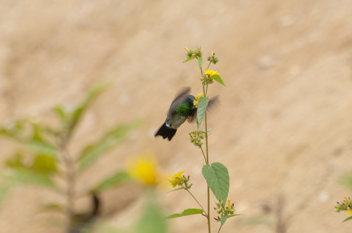 Blue-chinned Sapphire - ML642808283