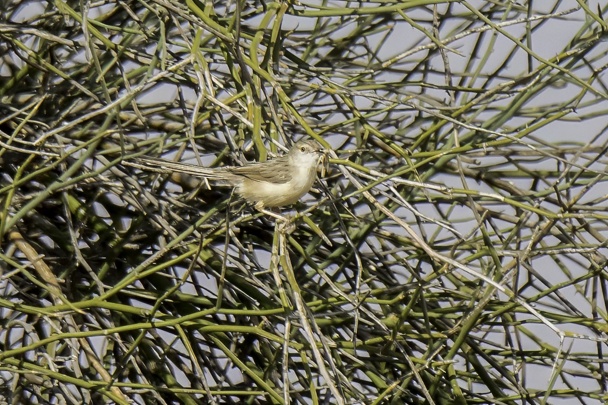 Delicate Prinia - ML642808289