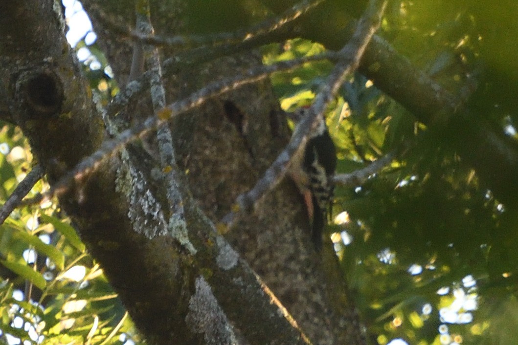 Middle Spotted Woodpecker - ML642808290
