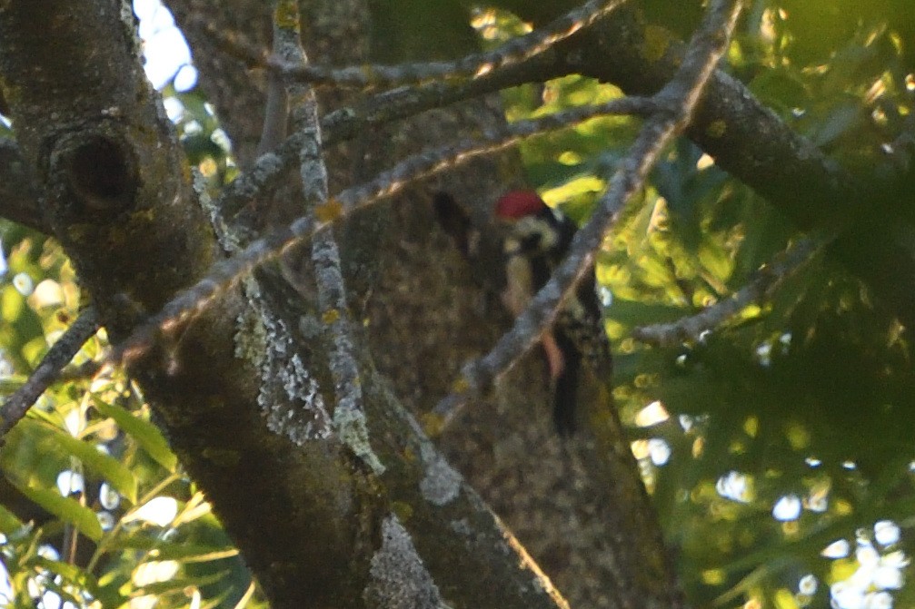 Middle Spotted Woodpecker - ML642808291