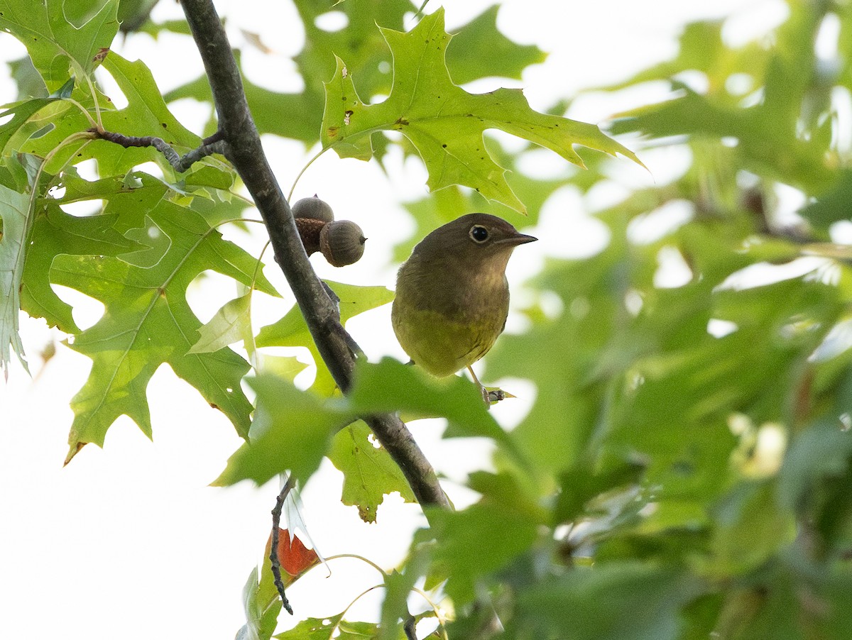 Connecticut Warbler - ML642808374