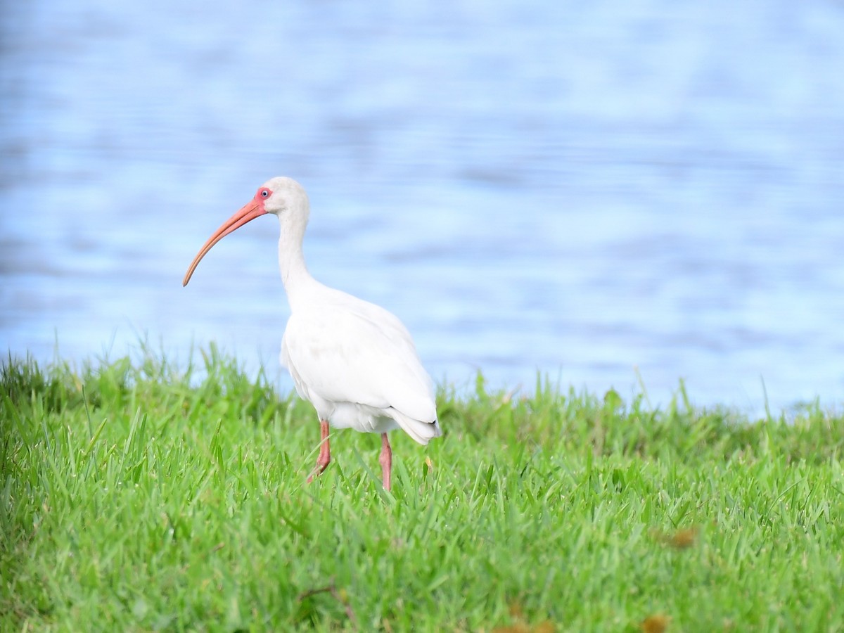 White Ibis - ML642808386