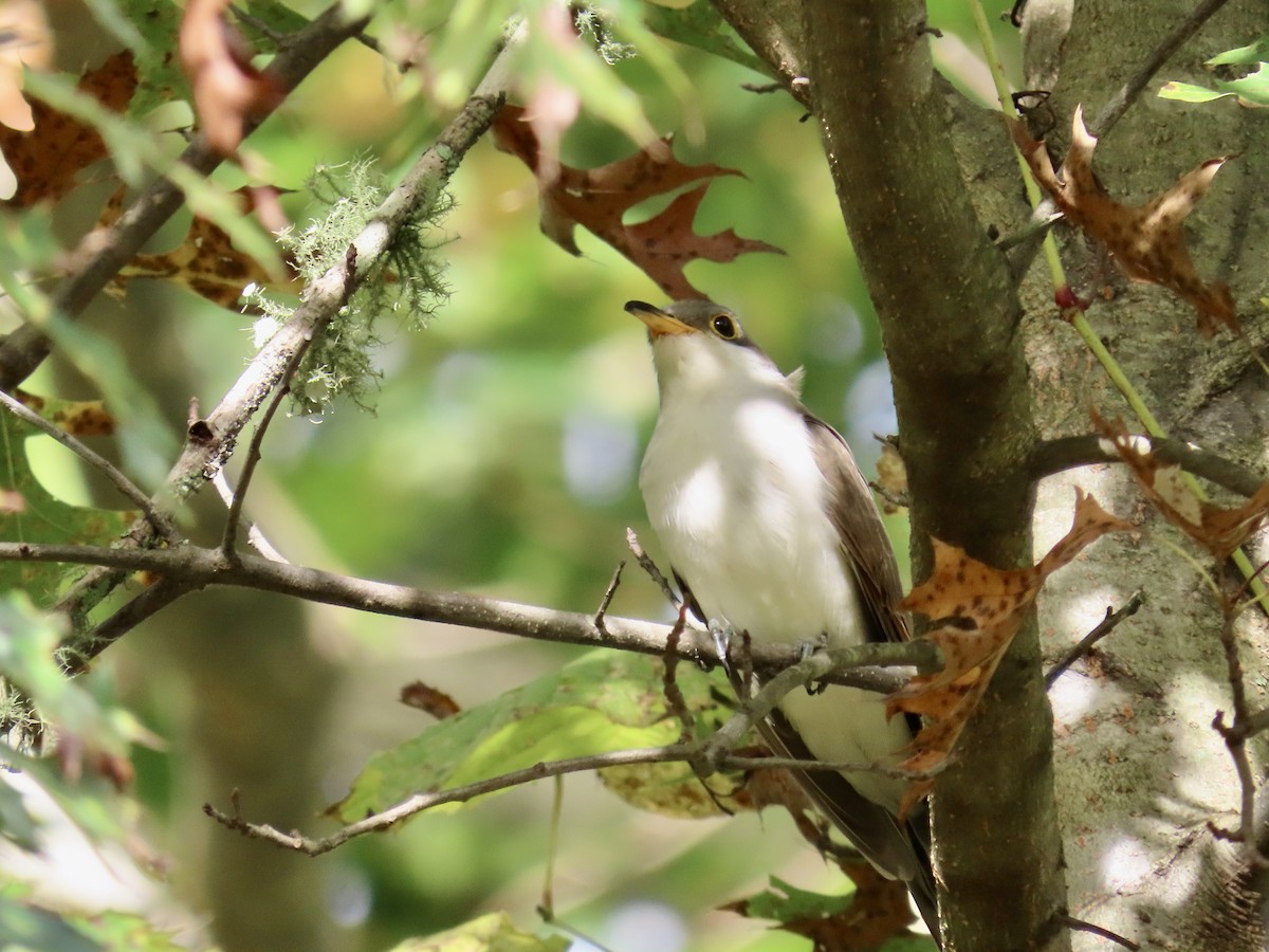 Yellow-billed Cuckoo - ML642808392