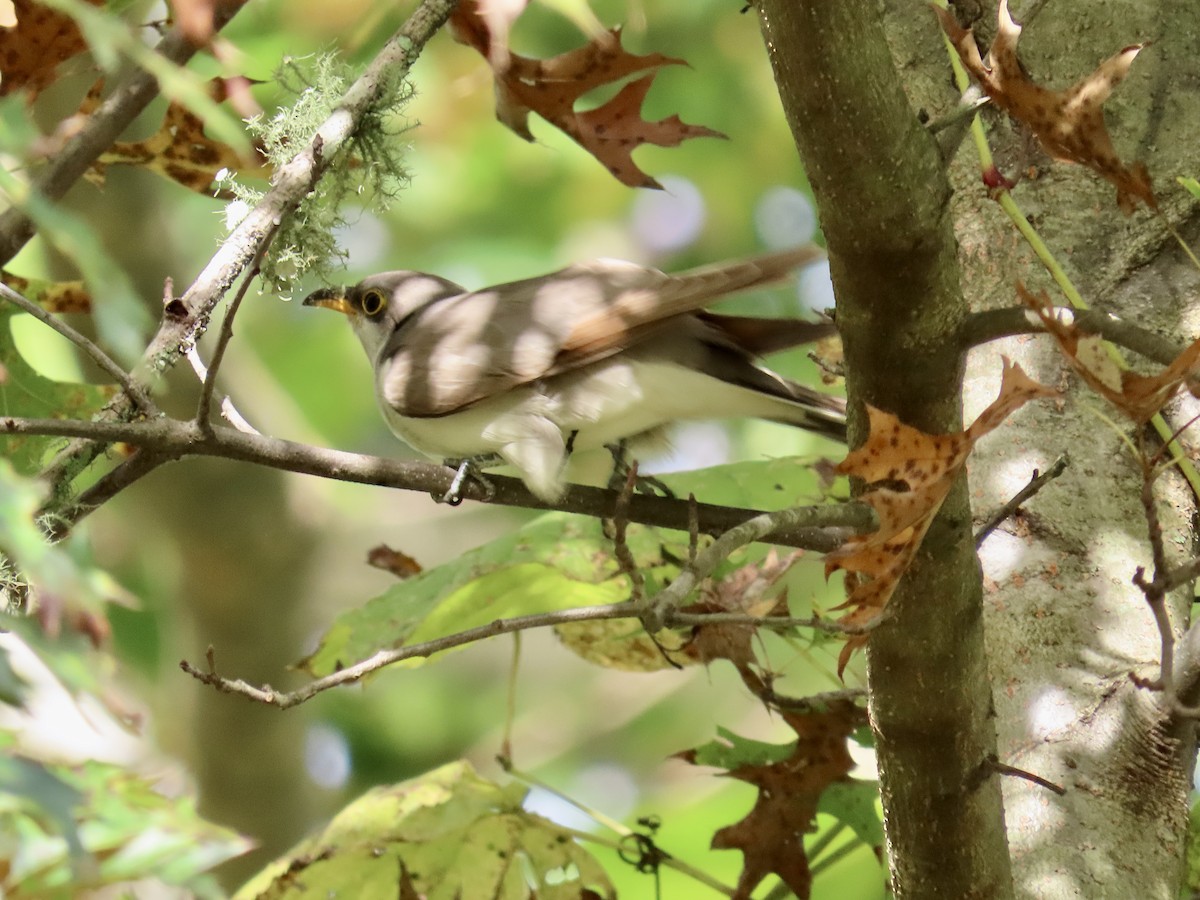 Yellow-billed Cuckoo - ML642808393