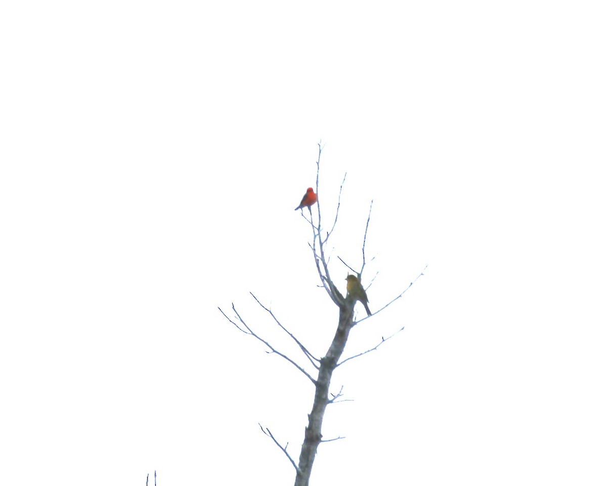 Vermilion Flycatcher - ML642808397