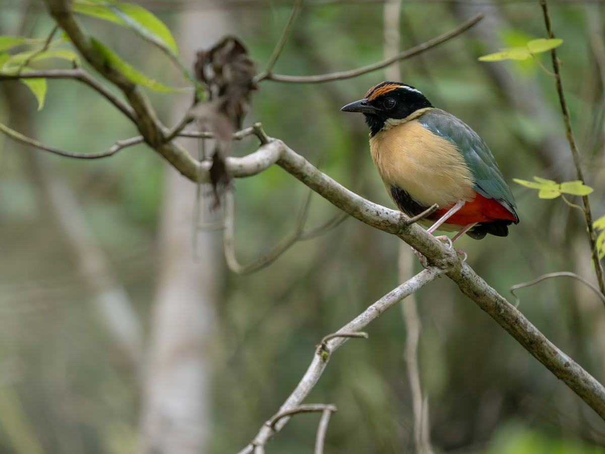 Ornate Pitta - ML642808401