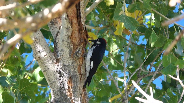 Acorn Woodpecker - ML642808404