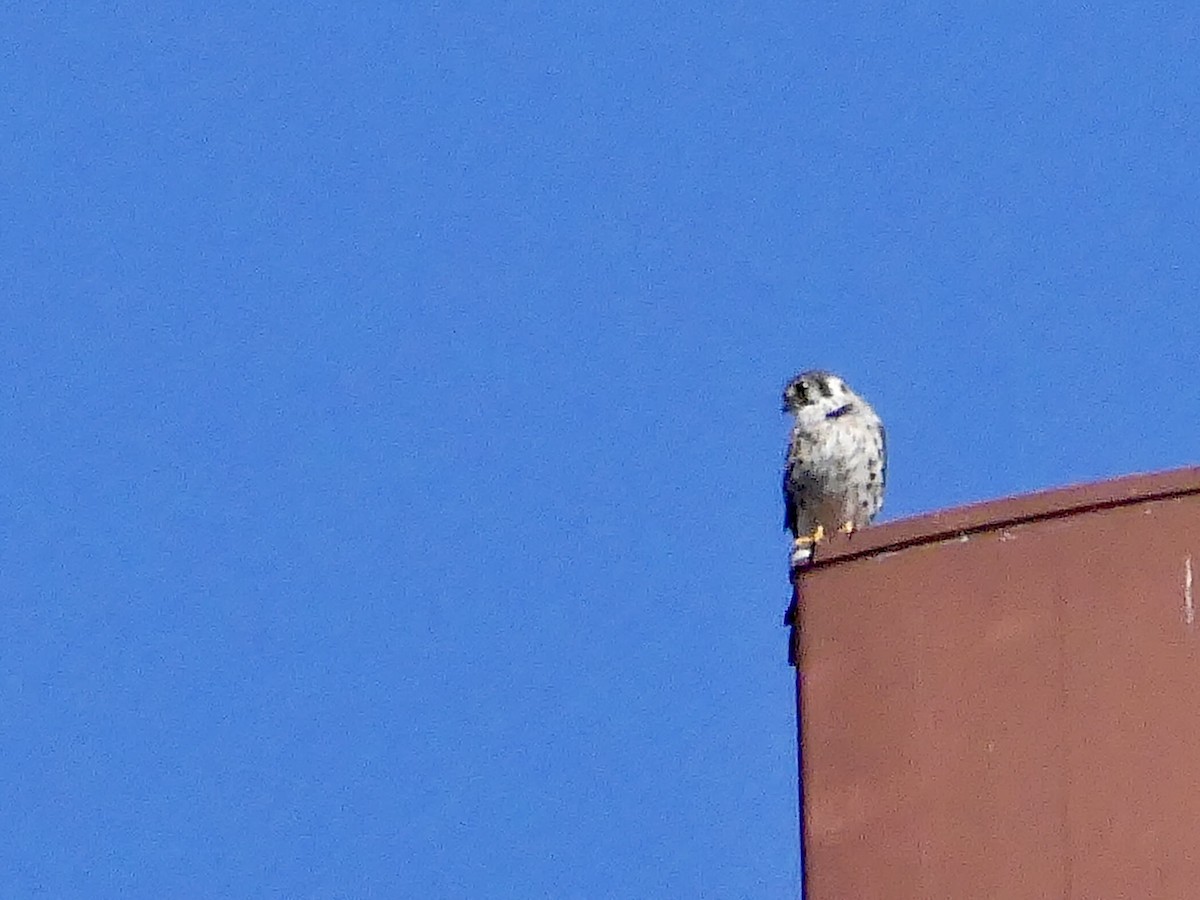 American Kestrel - ML642808434