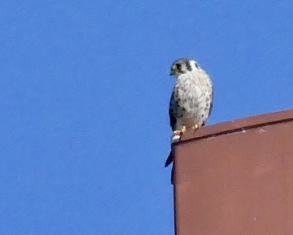 American Kestrel - ML642808435