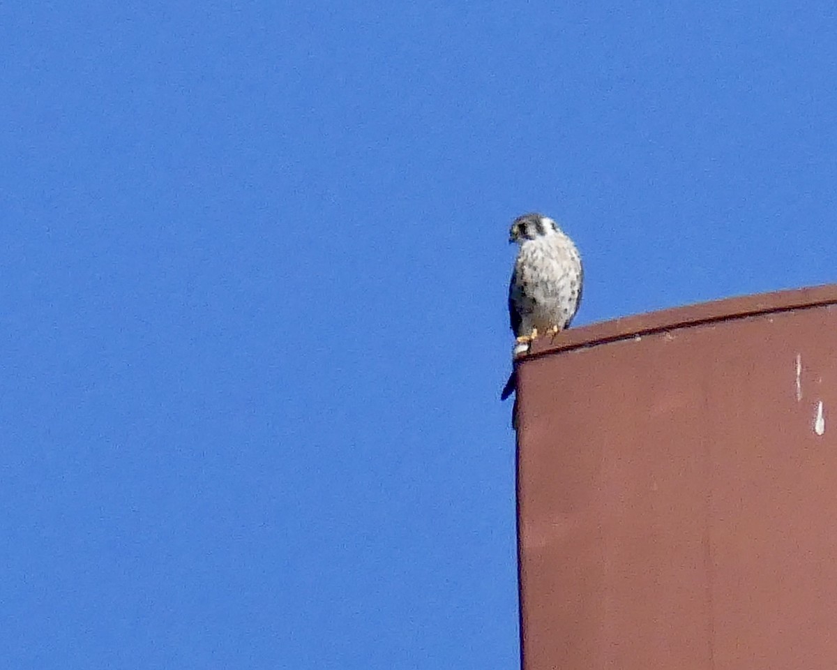 American Kestrel - ML642808436