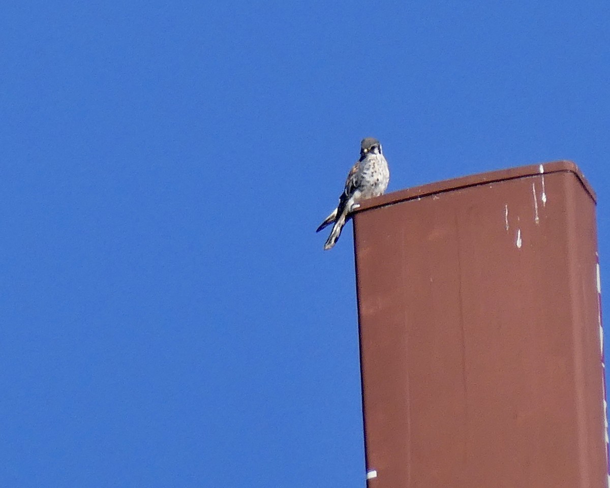 American Kestrel - ML642808438