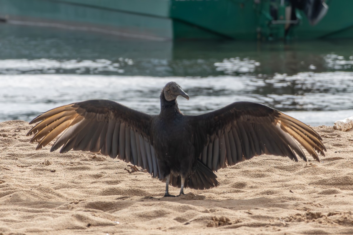 Black Vulture - ML642808439