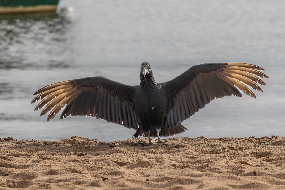 Black Vulture - ML642808440