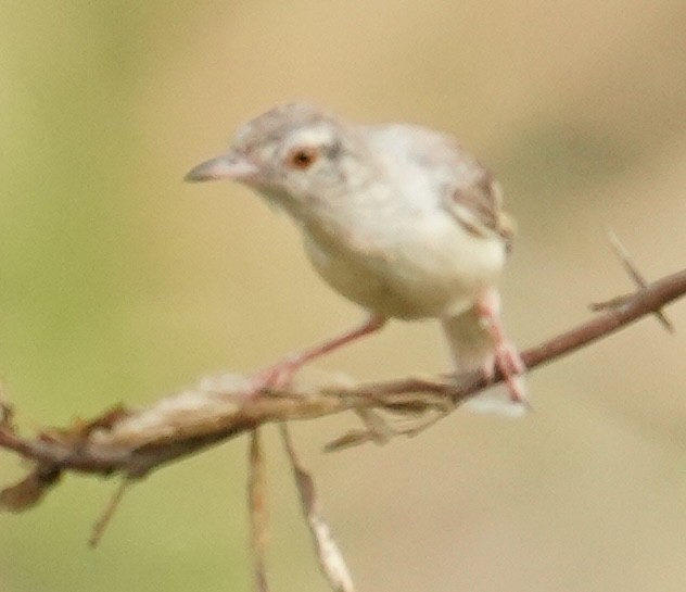 Prinia Sencilla - ML642808448