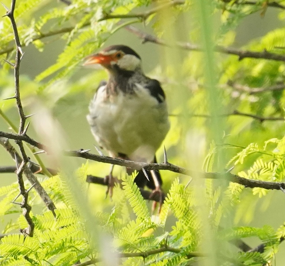Indian Pied Starling - ML642808449