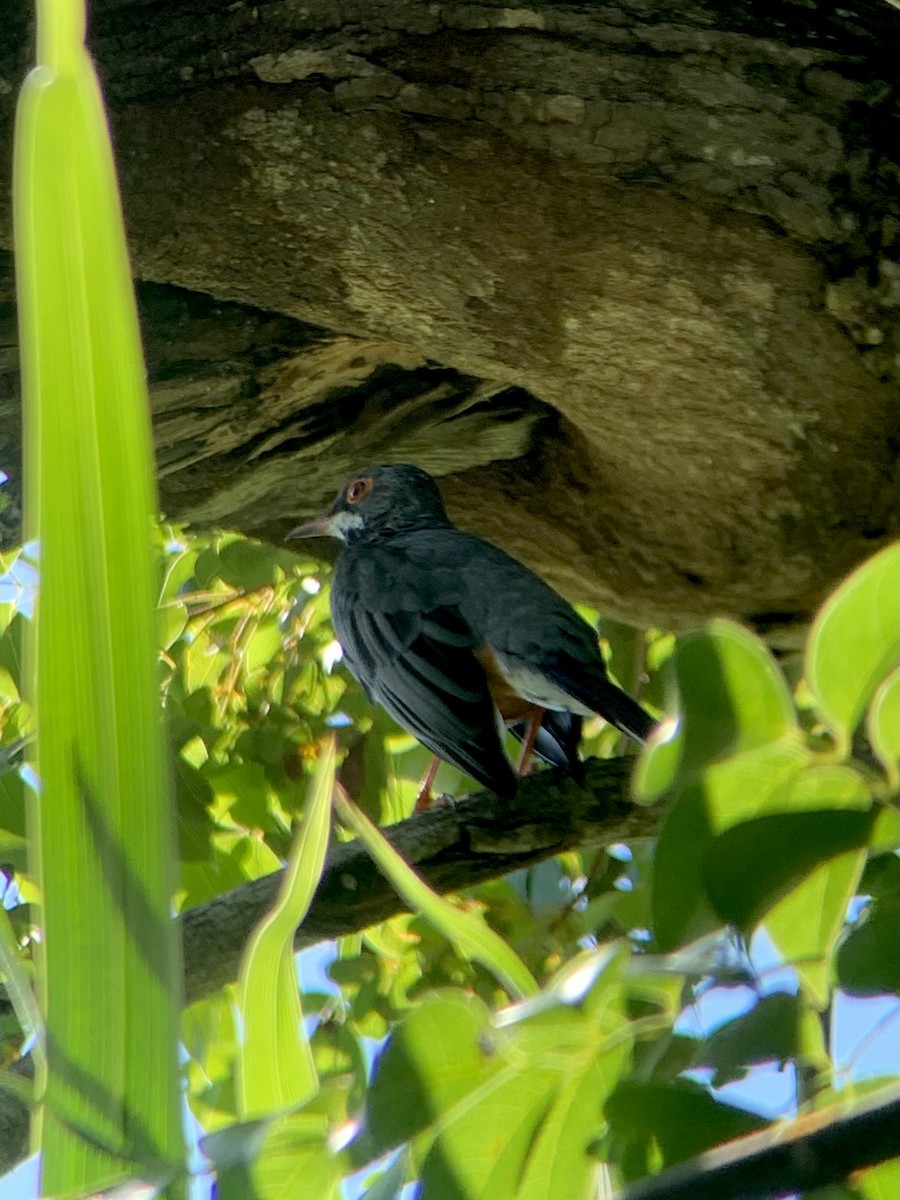 Red-legged Thrush (Cuban) - ML642808469