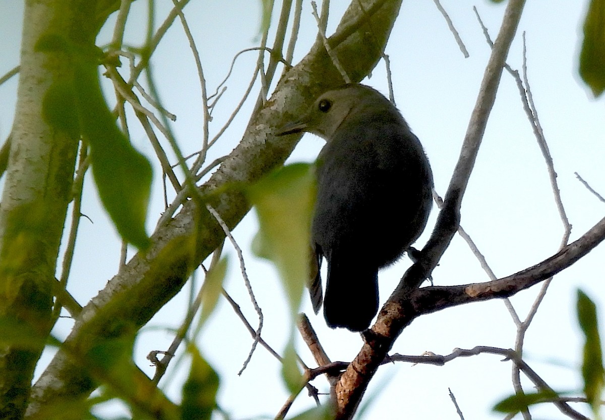 Gray Catbird - ML642808470