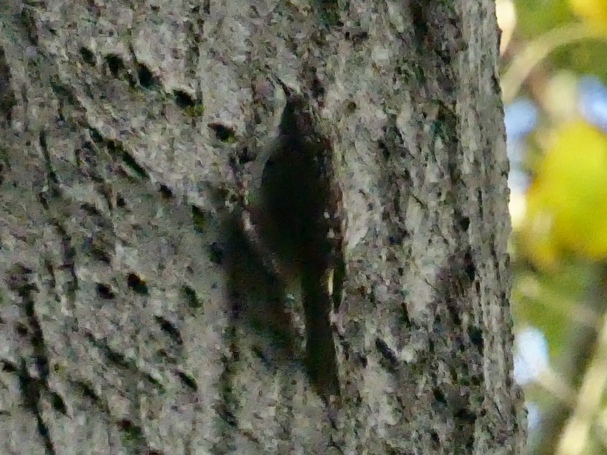 Brown Creeper - ML642808472