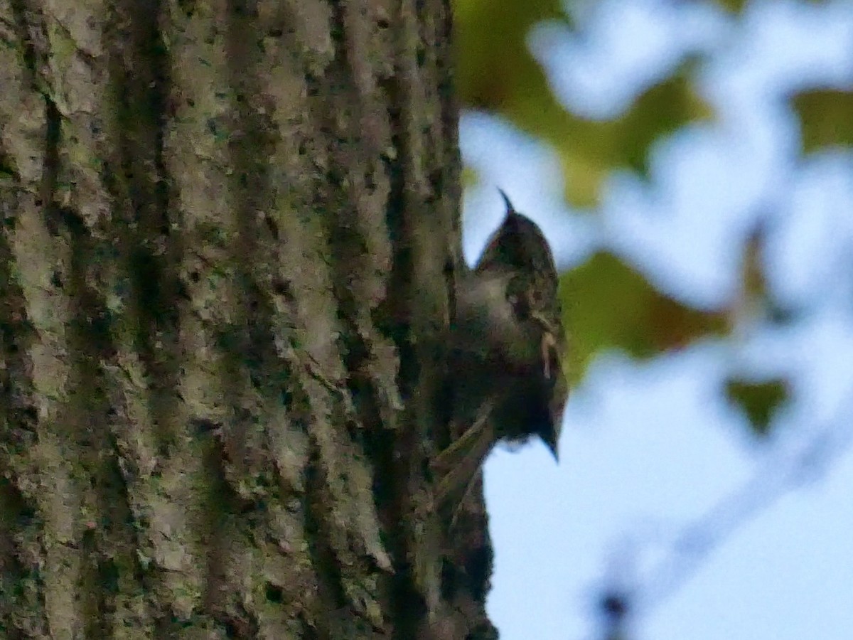 Brown Creeper - ML642808473