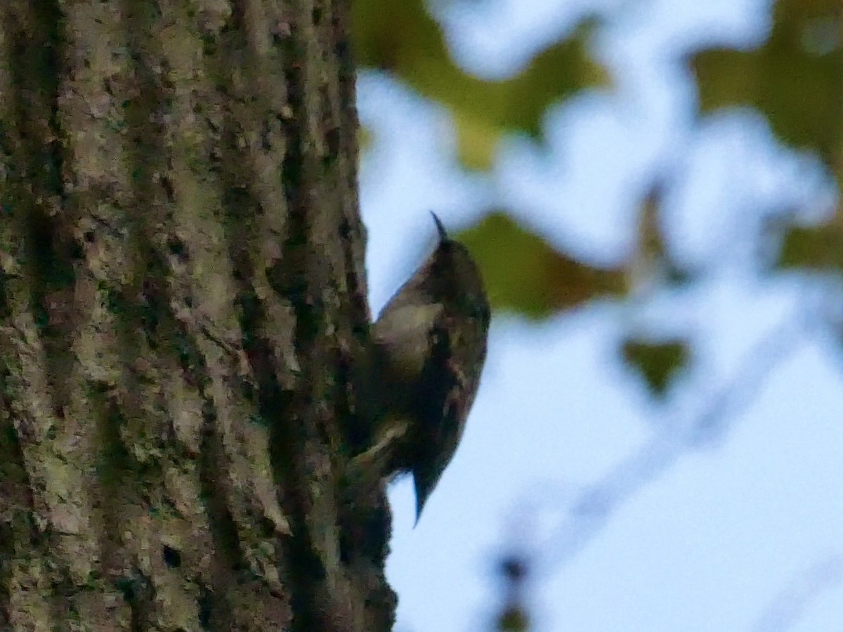Brown Creeper - ML642808474