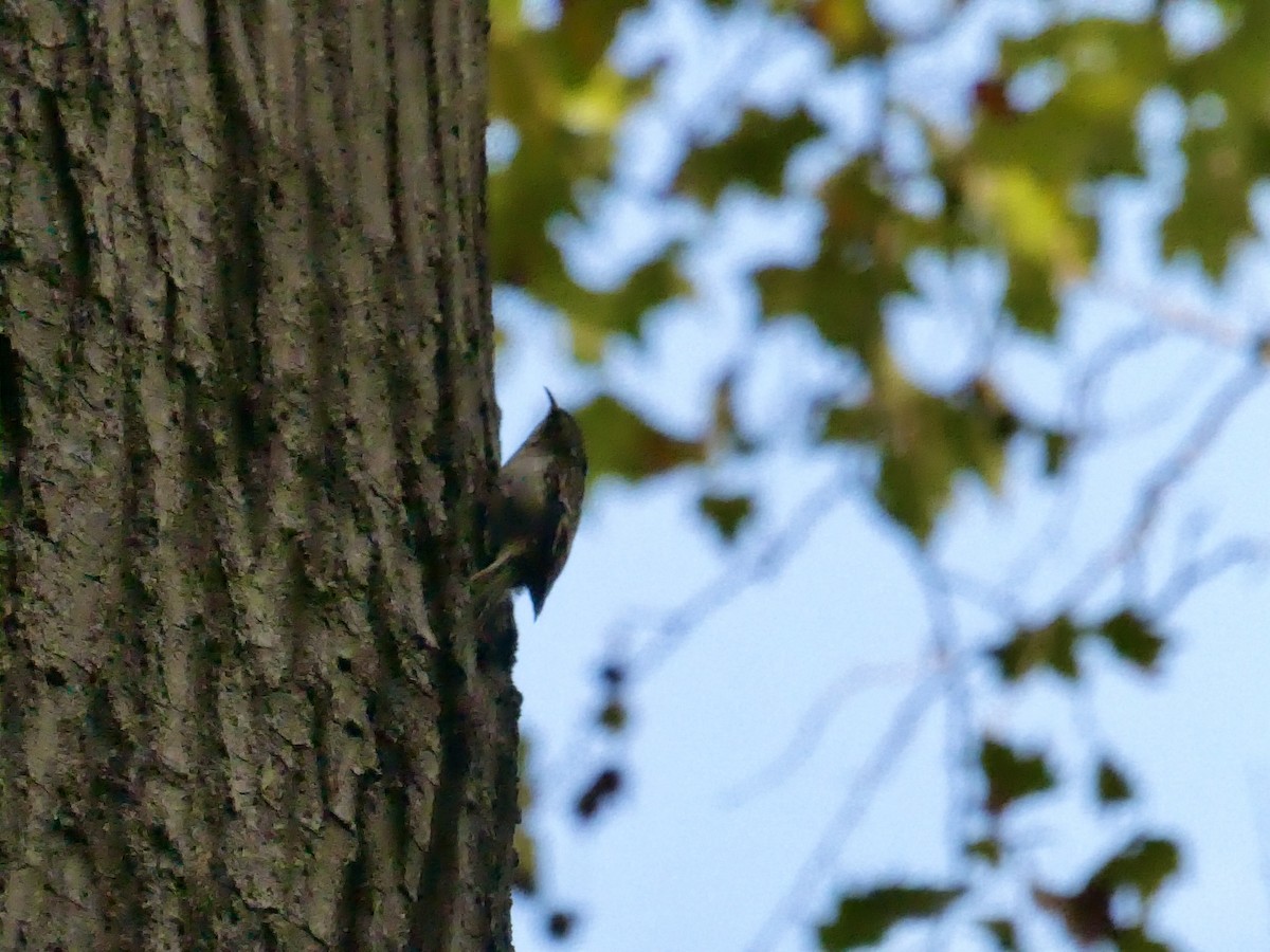 Brown Creeper - ML642808475