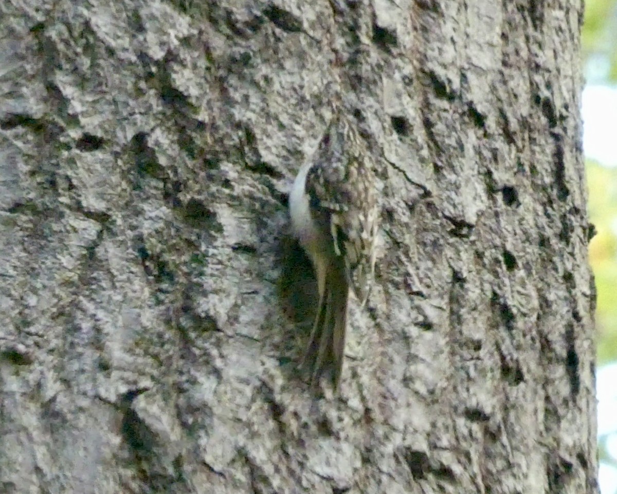 Brown Creeper - ML642808476