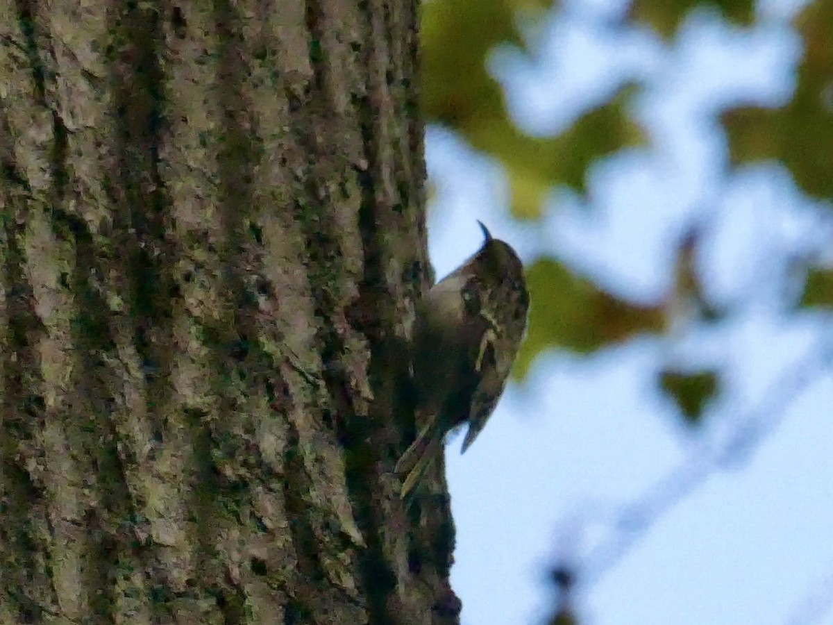 Brown Creeper - ML642808477