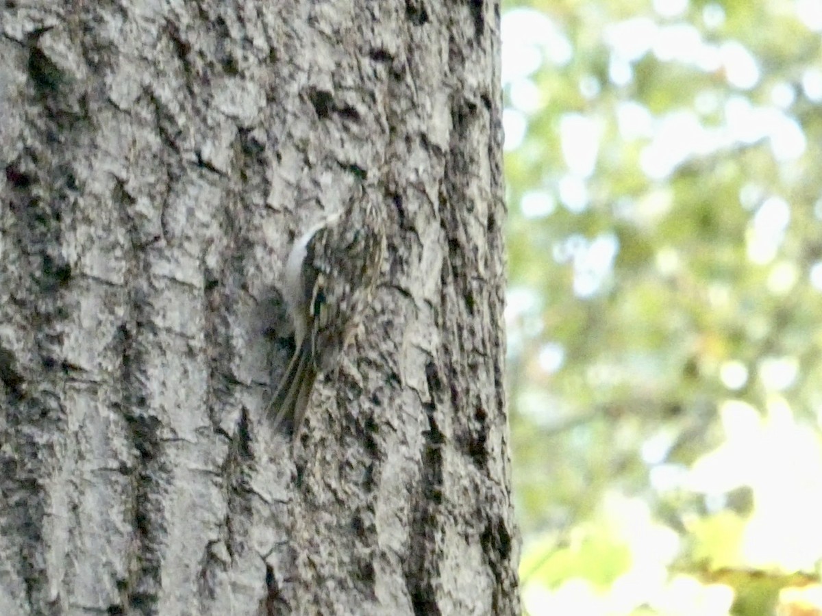 Brown Creeper - ML642808478