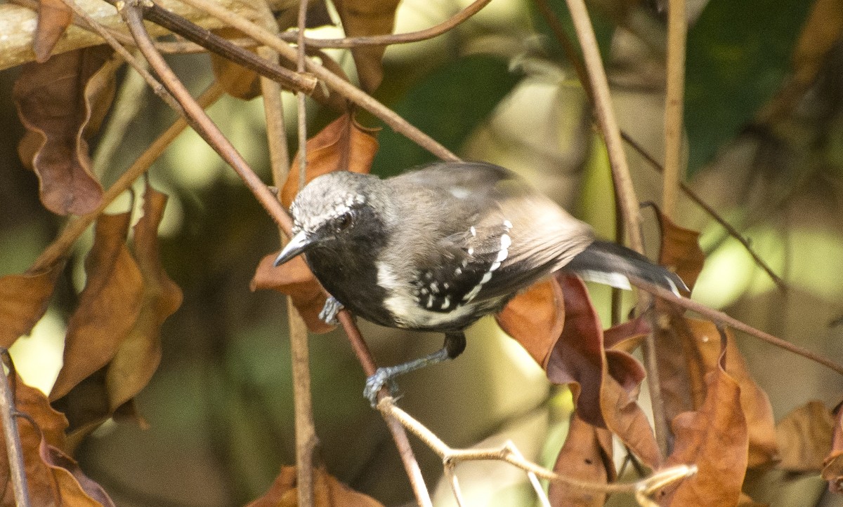 Southern White-fringed Antwren - ML642808488