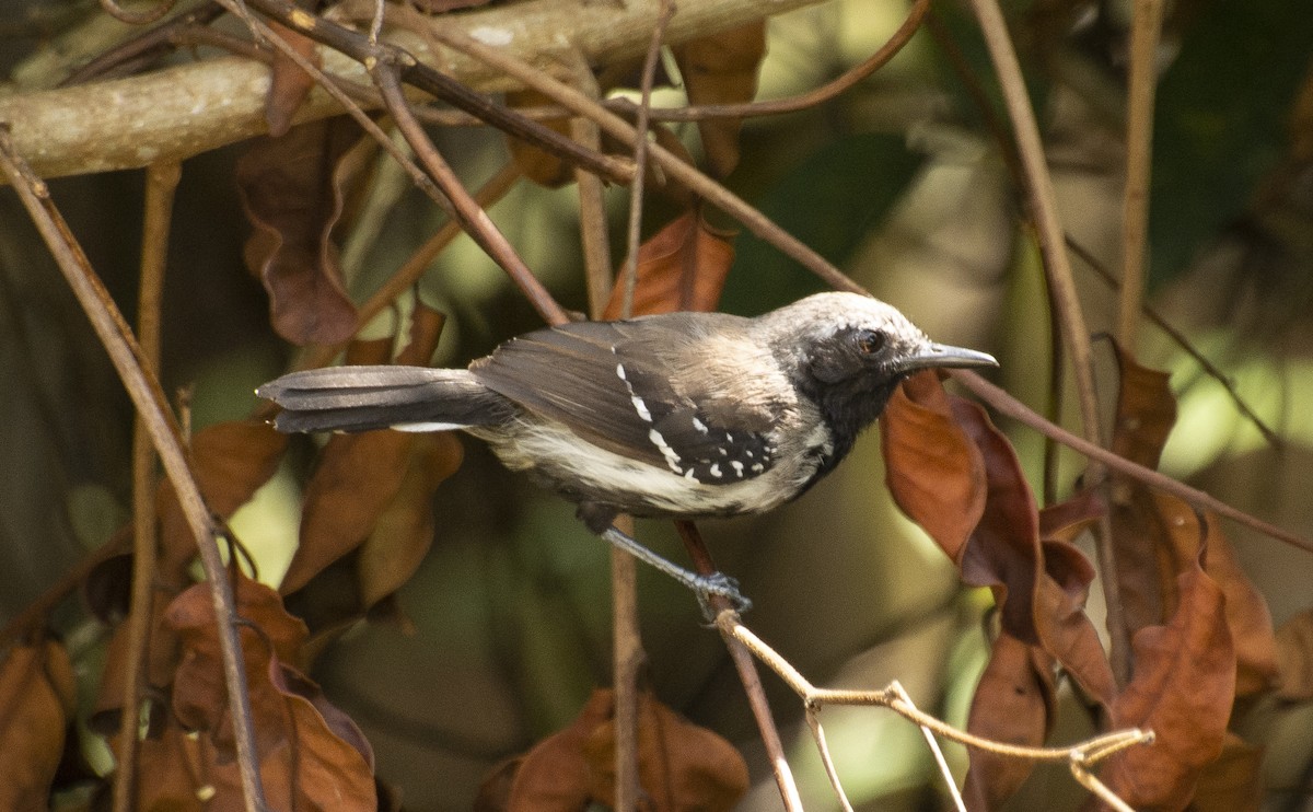 Southern White-fringed Antwren - ML642808489