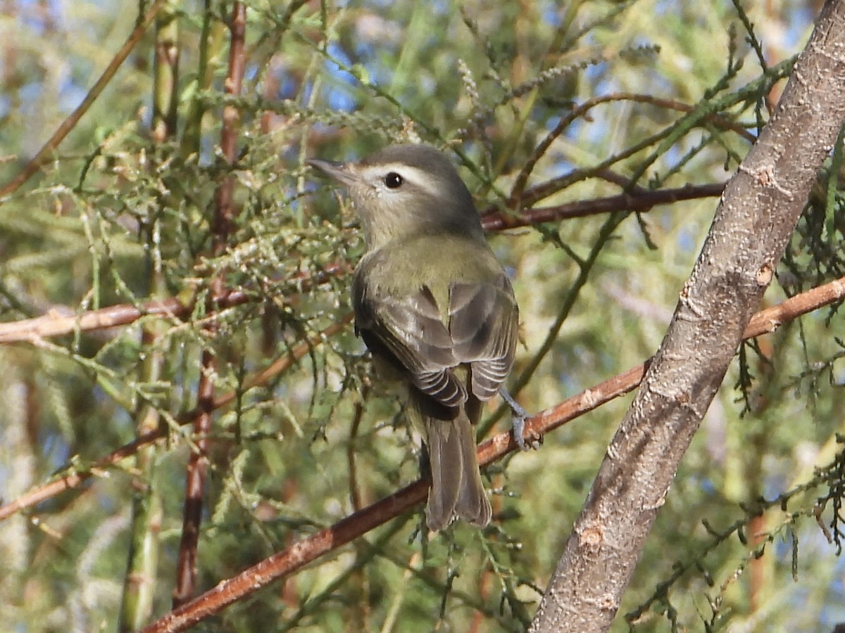 Warbling Vireo - ML642808493