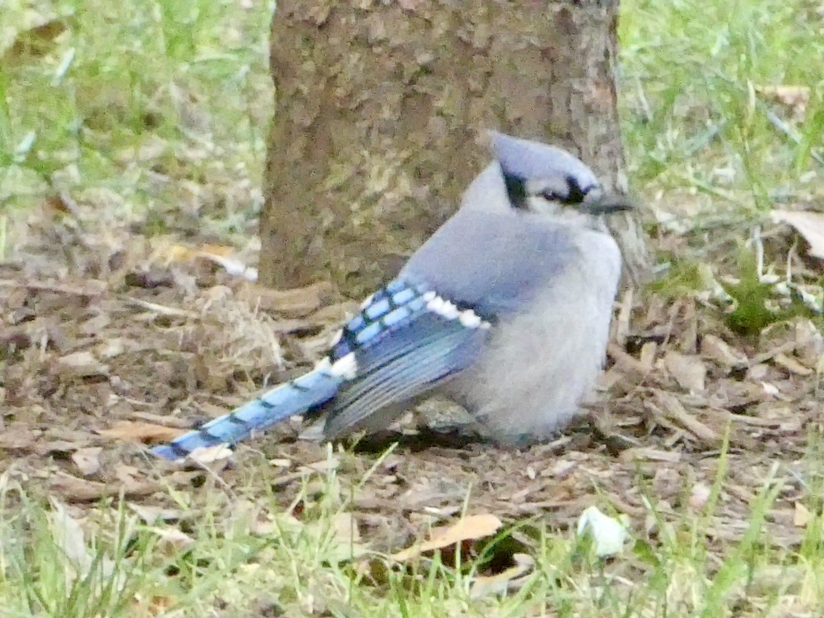 Blue Jay - ML642808495