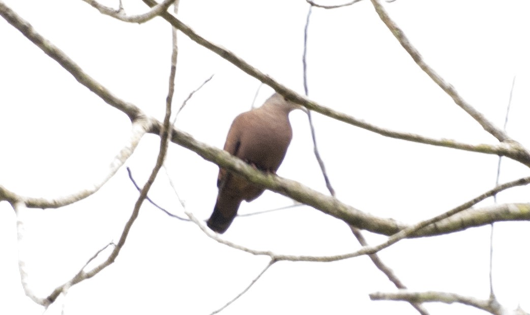 Ruddy Ground Dove - ML642808497
