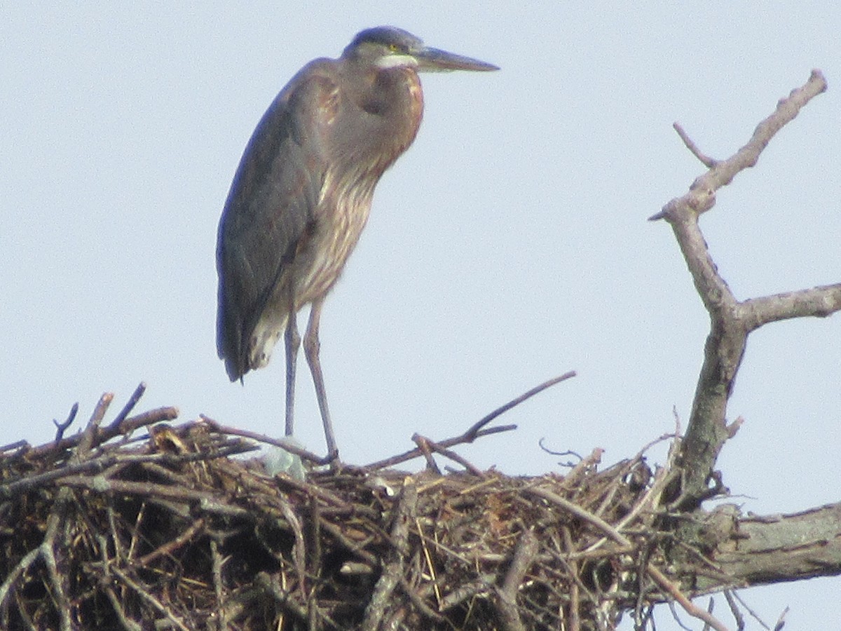 Garza Azulada - ML642808500