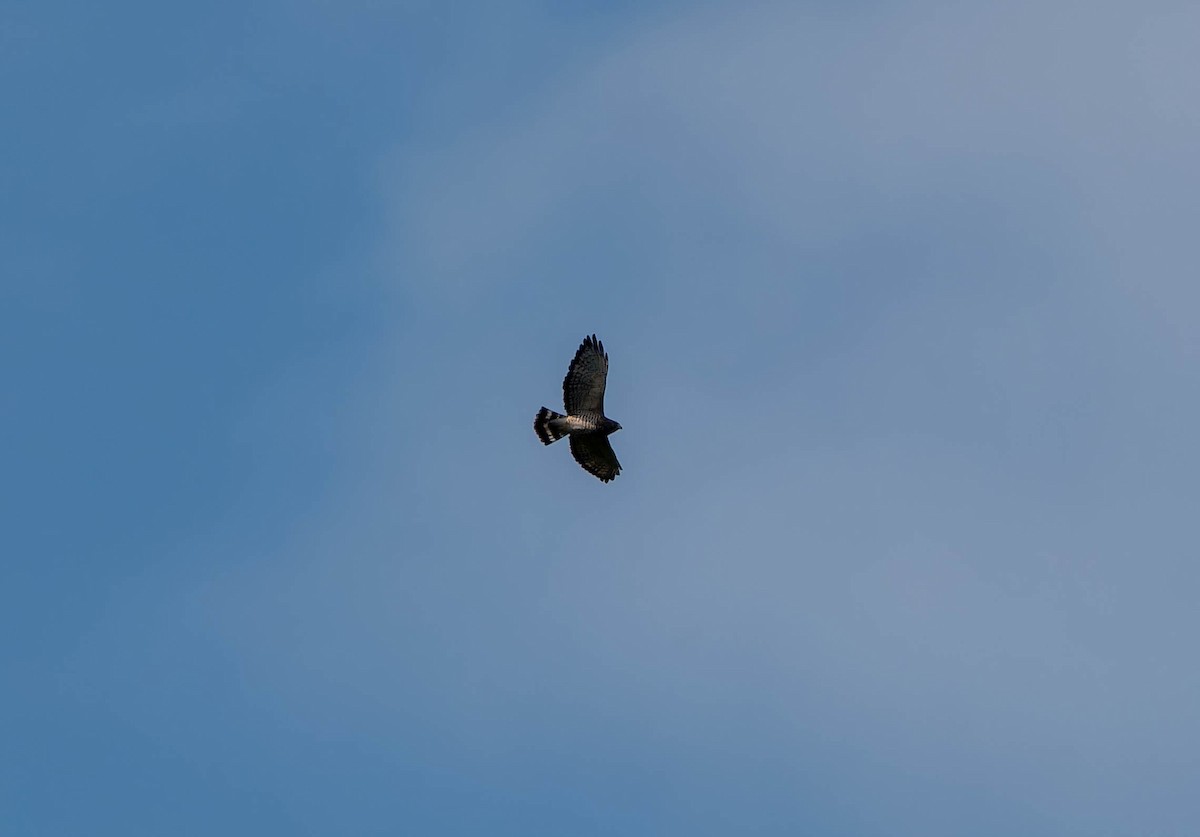 Broad-winged Hawk - ML642808501