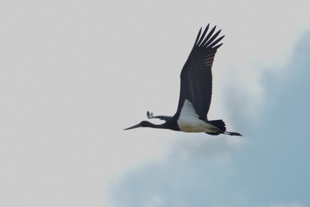 Хар өрөвтас - ML642808504