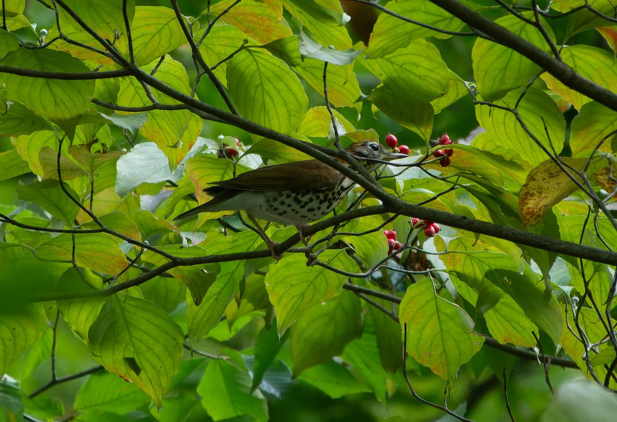 Wood Thrush - ML642808510