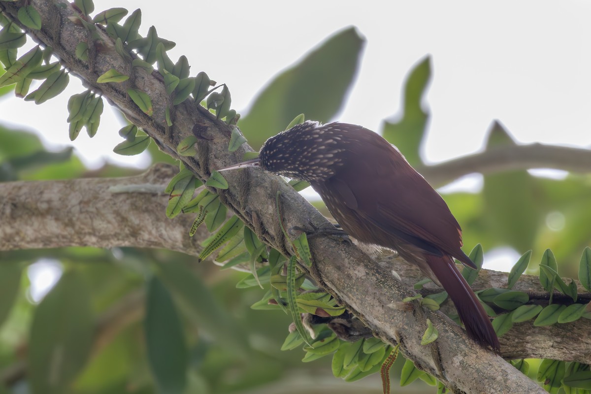 Straight-billed Woodcreeper - ML642808514