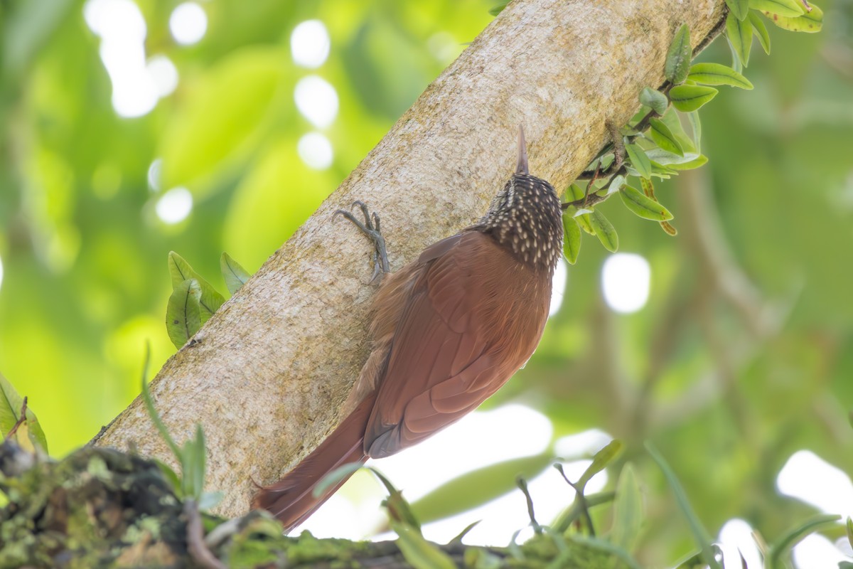 Straight-billed Woodcreeper - ML642808517
