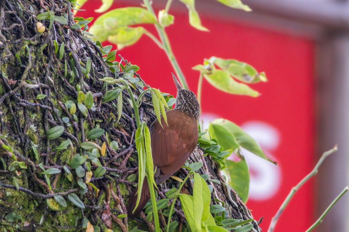 Straight-billed Woodcreeper - ML642808518