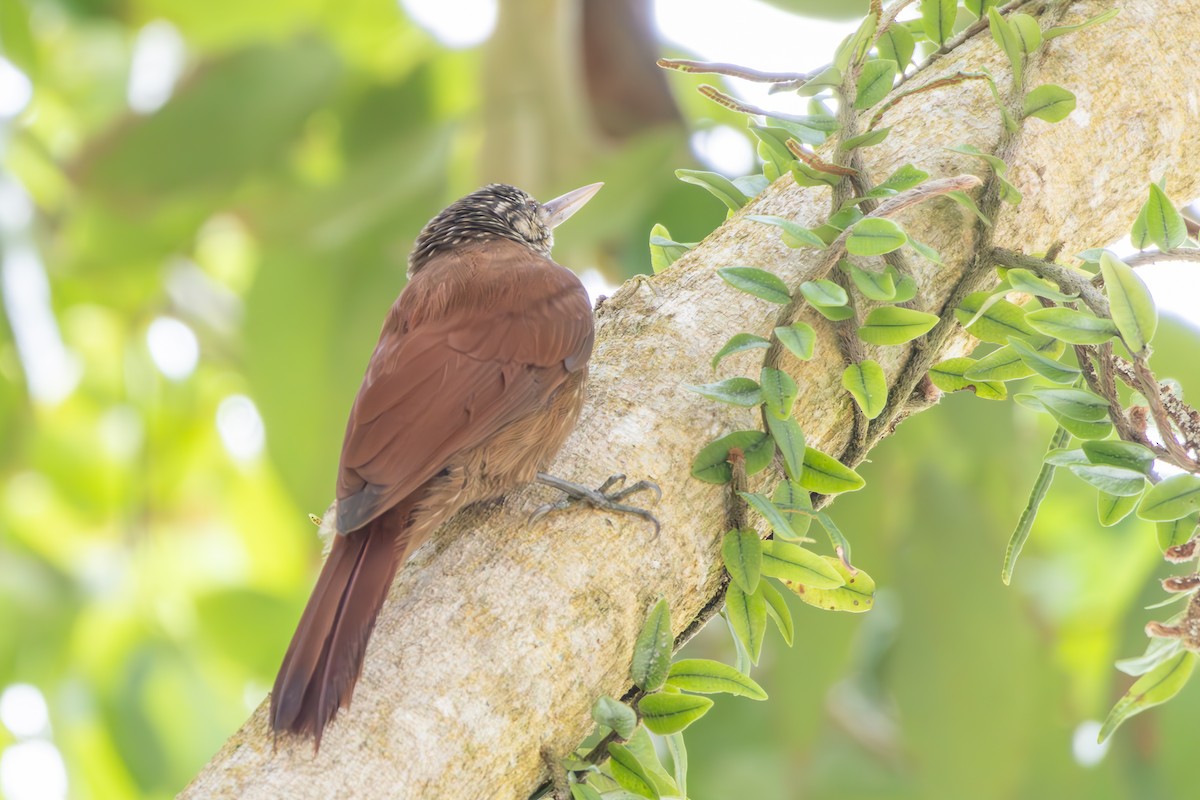 Straight-billed Woodcreeper - ML642808519